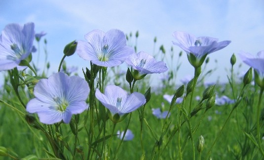 Annexe lin-plantes-sante.jpg