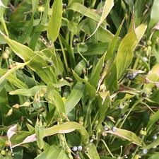 Annexe Larme de job.jpg