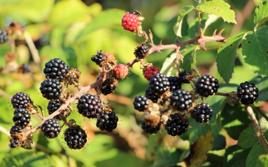 Annexe IMG_2145_1.JPG