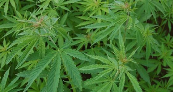 Annexe chanvre textile.jpg