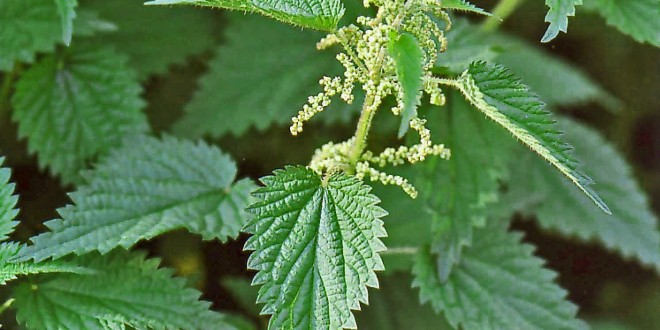 Annexe Ortie31-660x330.jpg