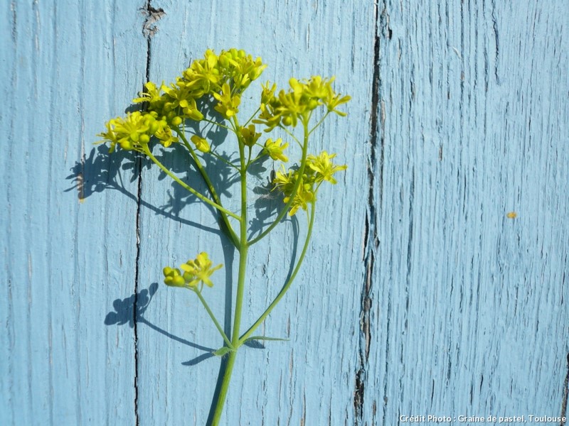 Annexe .pastel en fleur et bois couleur pastel.jpg