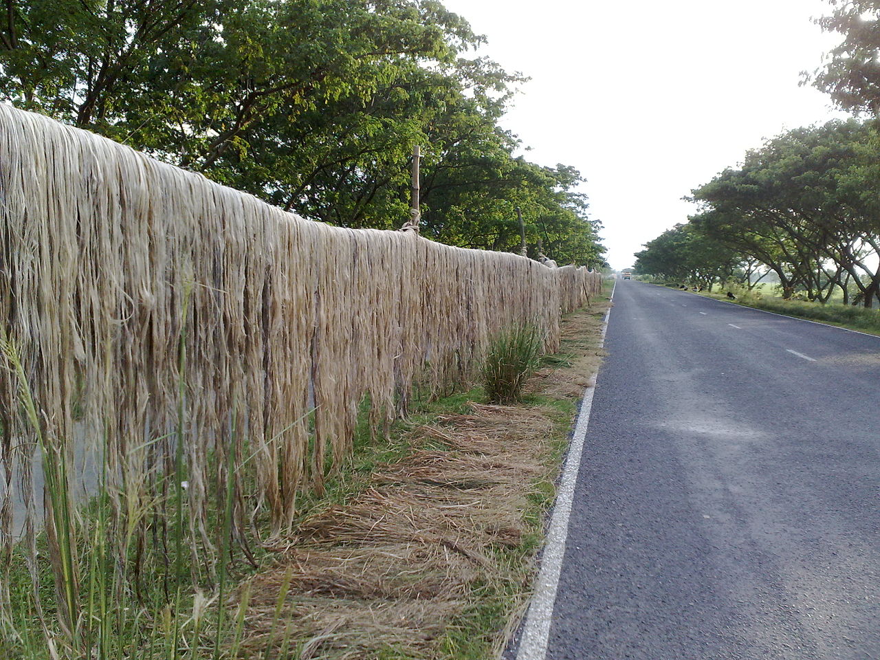 Annexe 1280px-Jute_Drying_Roadside.jpg