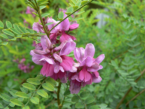 Annexe indigofera_tinctoria.jpg