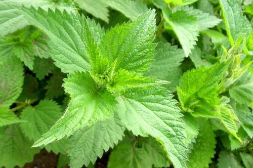 Annexe nettle-leaves-nettle-roots-urtica-dioica-500x500.jpg