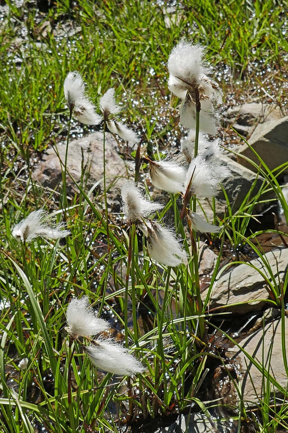 Annexe Linaigrette_07 2017_Vallée dEyne (2).jpg