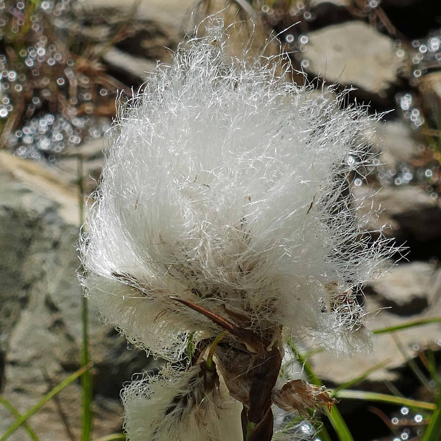 Annexe Linaigrette_07 2017_Vallée dEyne.jpg