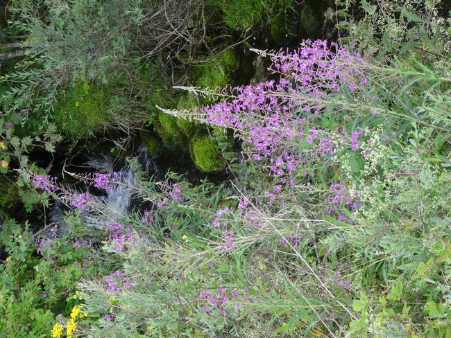 Annexe DSC01048 bis.jpg