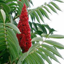 Annexe 77B4926F-D83D-4F70-B5A6-84196EB27A9A.jpeg