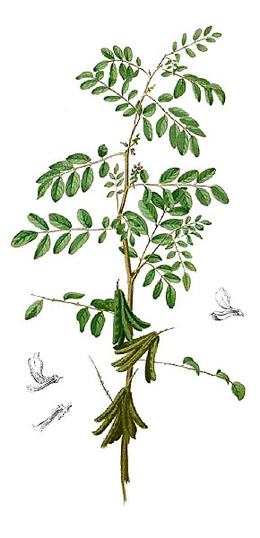 Annexe 290px-Indigofera_tinctoria_Blanco1.163-cropped.jpg