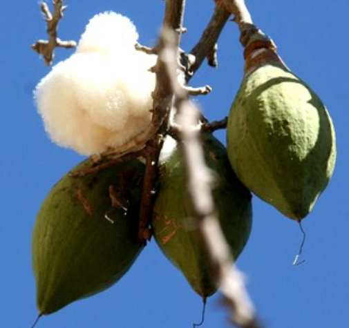 Annexe fromager 3.jpg