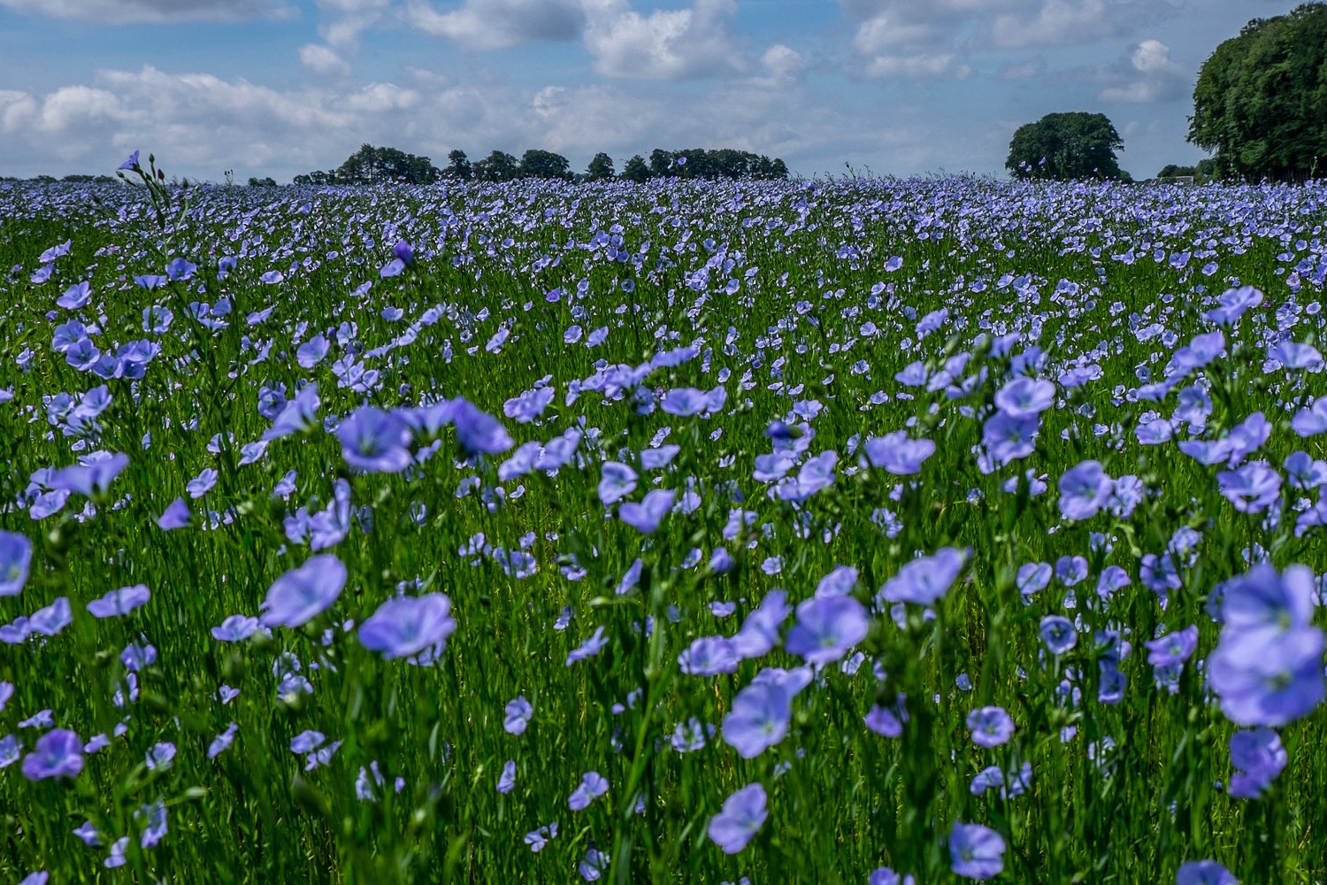 Annexe champ-de-lin.jpg