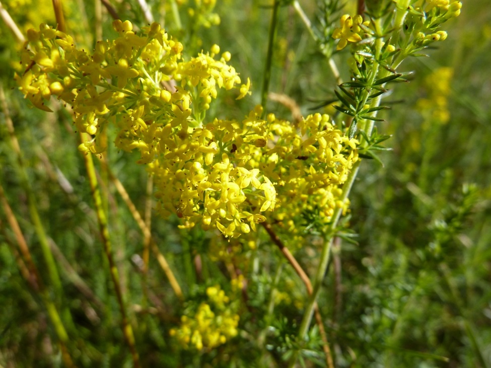 Annexe Galium verum caille-lait jaune 1.jpg