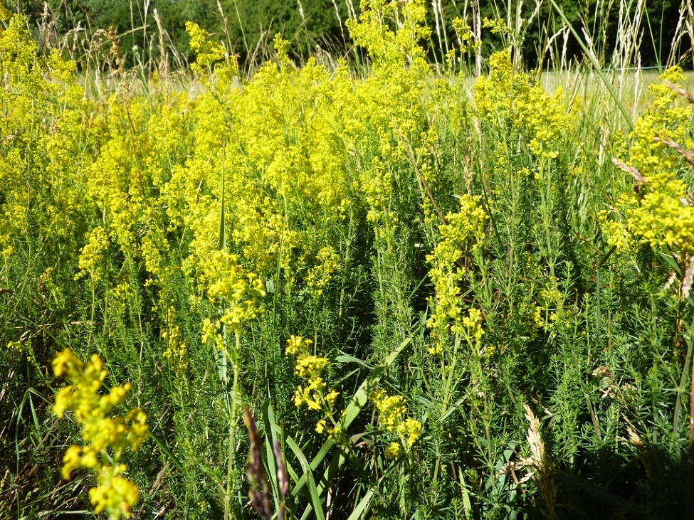 Annexe Galium verum caille-lait jaune 2.jpg