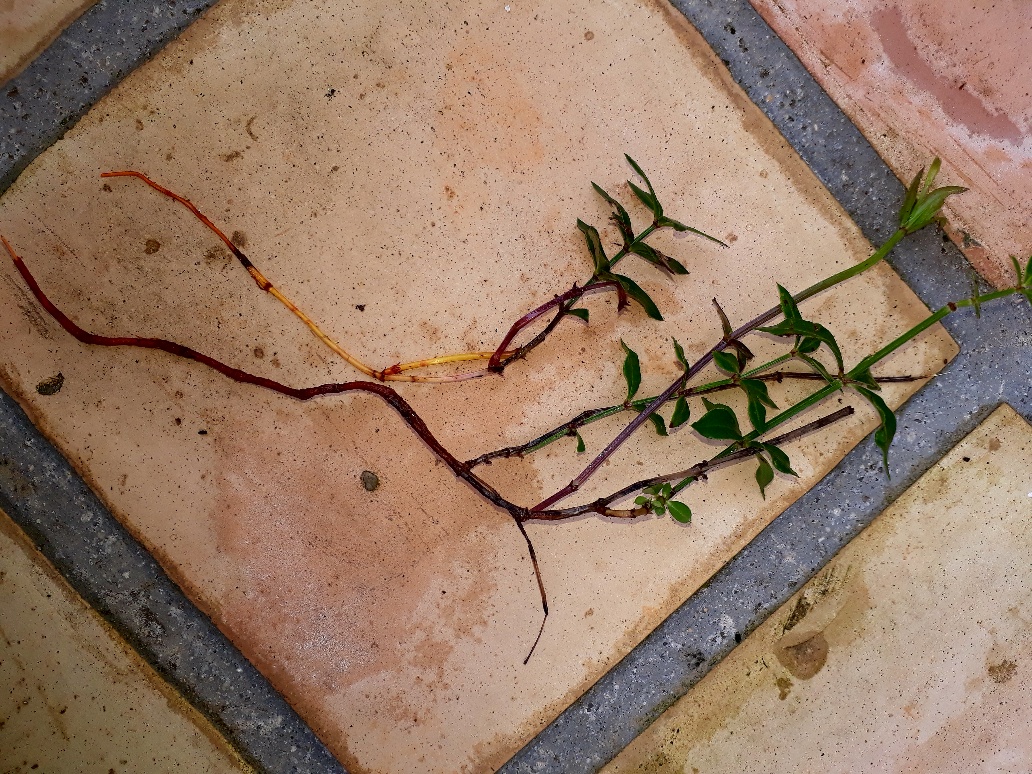 Annexe 20180414_130744_resized_1.jpg