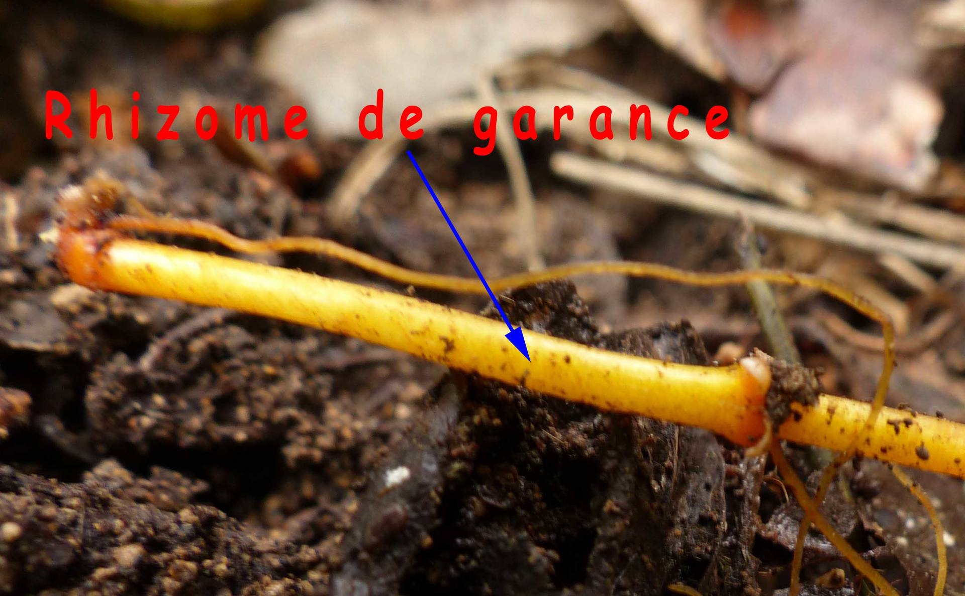 Annexe rhizome garance.jpg