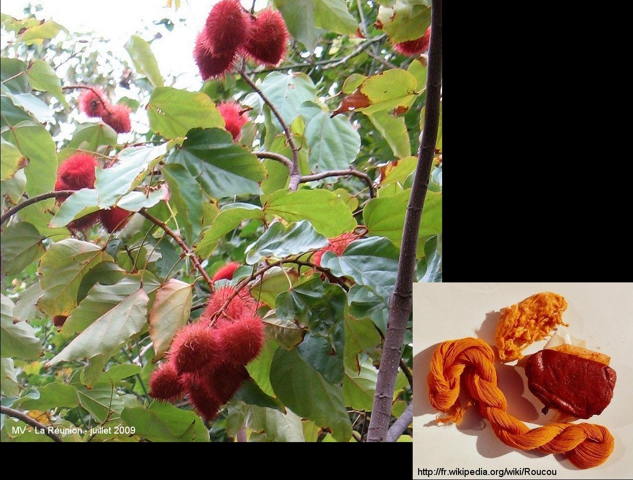 Annexe Activité Les plantes mhabillent_Le Roucou.jpg