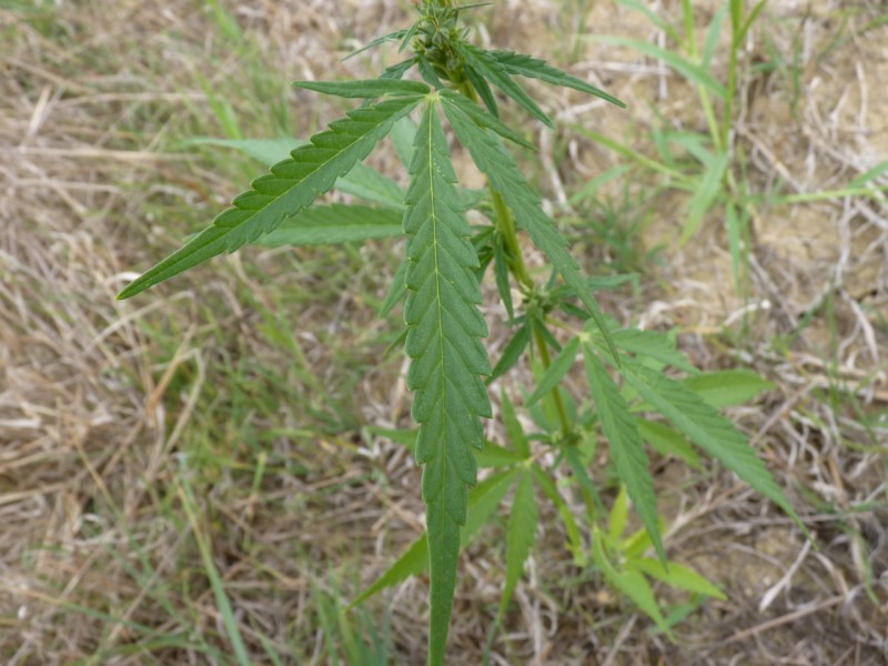 Annexe img 000057295O.jpg