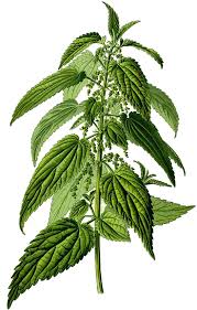 Annexe urtica dioica.jpg