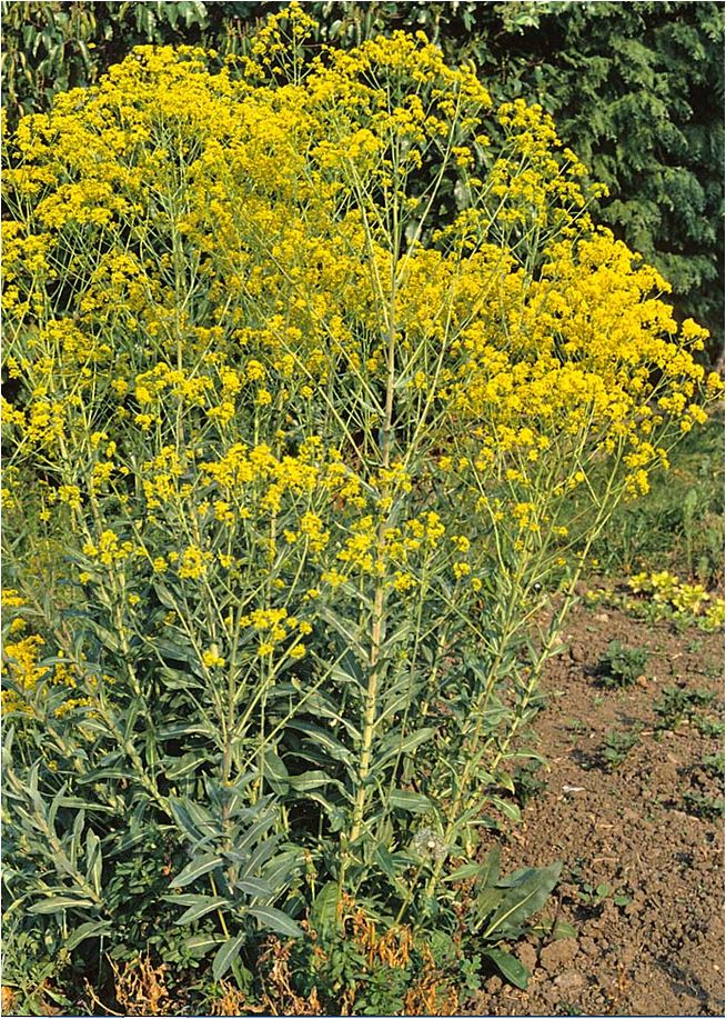 Annexe Isatis tinctoria.JPG