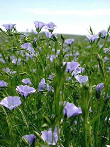 Annexe lin-plante.jpg