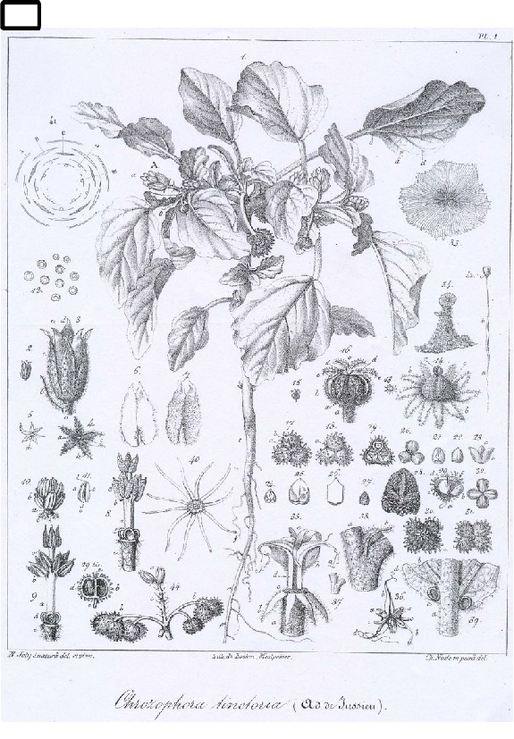 Annexe Croton des teinturiers.jpg