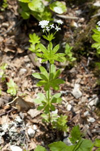 Annexe Gaillet_odorant_place.jpg