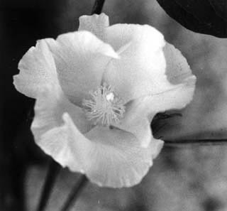 Annexe fleur coton.jpg