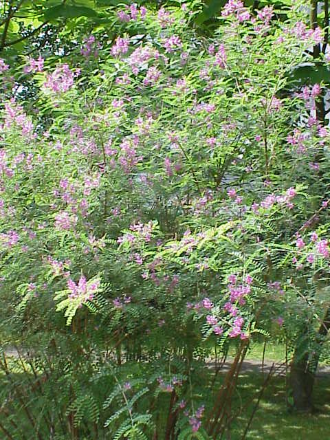 Annexe Indigofera_tinctoria2.jpg