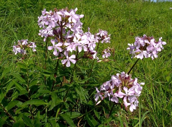 Annexe img-000017516L.jpg