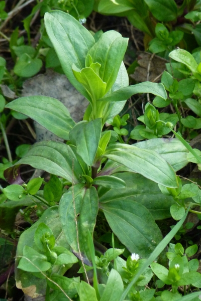 Annexe img-000025585L.jpg