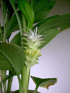 Annexe 290px-FleurDeCurcuma1.jpg