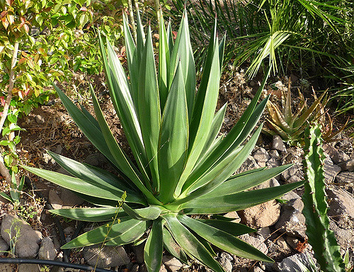 Annexe Agave sisalana.jpg