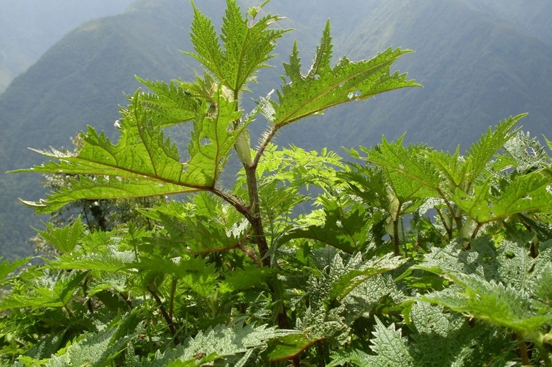 Annexe ob_900447_2-plant.JPG