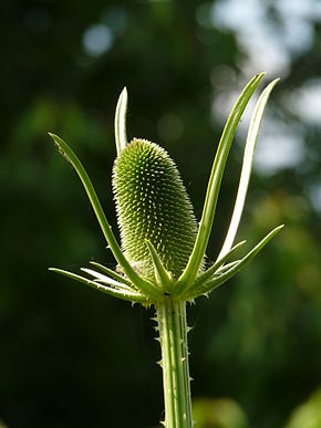 Annexe 290px-Dipsacus_sativus.jpg