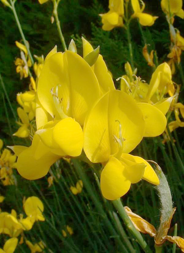 Annexe Spartium_junceum_flower.jpg