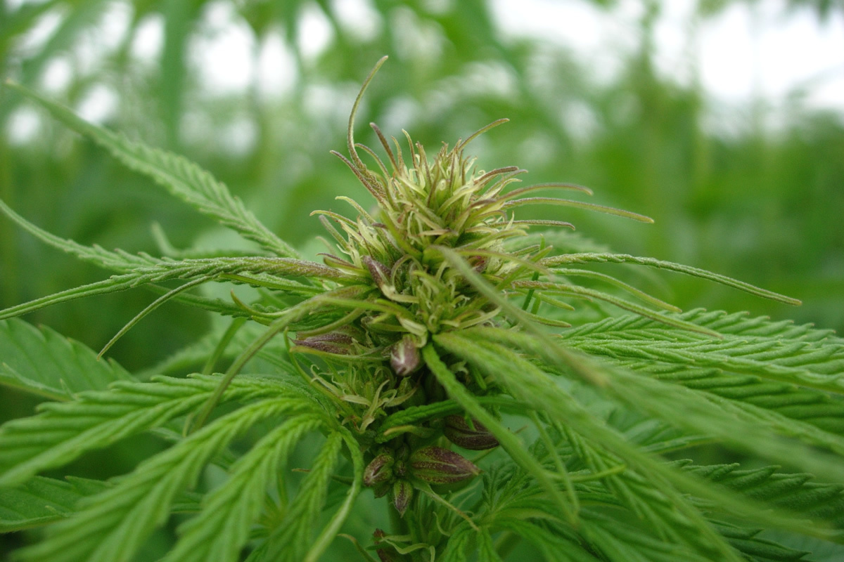 Annexe chanvre-variete-monoique-credit-ccpsc.jpg