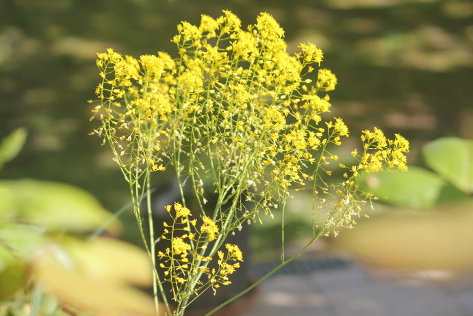 Annexe IMG_8243r.png