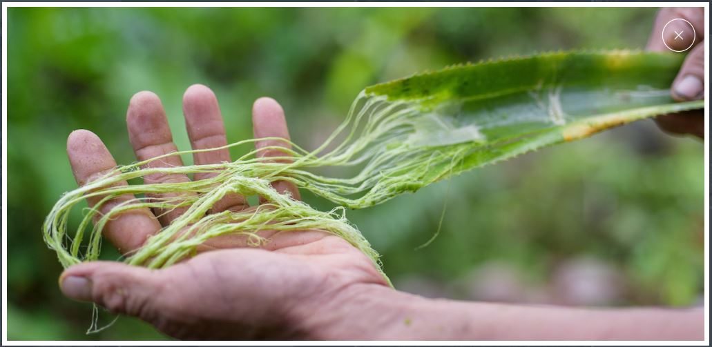 Annexe Décorticage feuille ananas.JPG