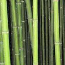 Annexe bambou phyllostachys viridiglaucescens.jpg