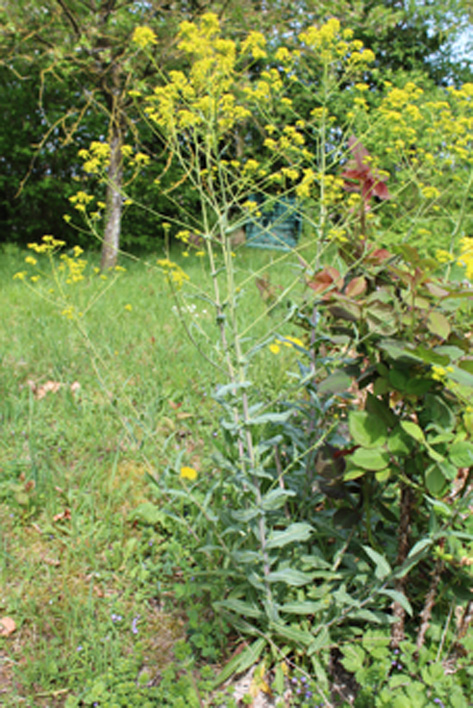 Annexe pastel des teinturiers.jpg