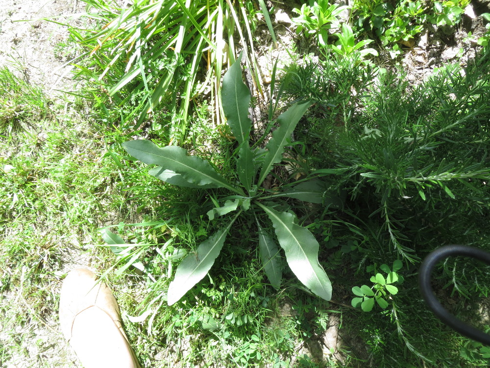 Annexe Isatis la première année, bientôt bonne pour la récolte.JPG