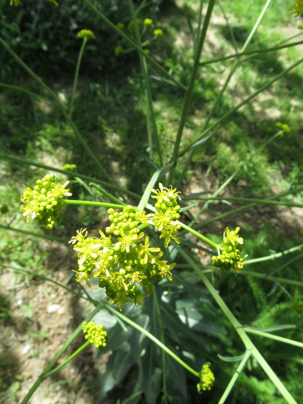 Annexe Les fleurs du pastel, la seconde année.JPG