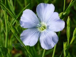 Annexe fleurdelin.jpeg