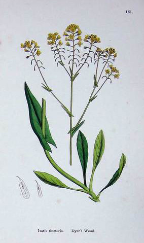 Annexe Planche-Isatis-tinctoria.jpg
