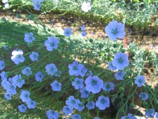 Annexe Fleur bleu de lin.jpg