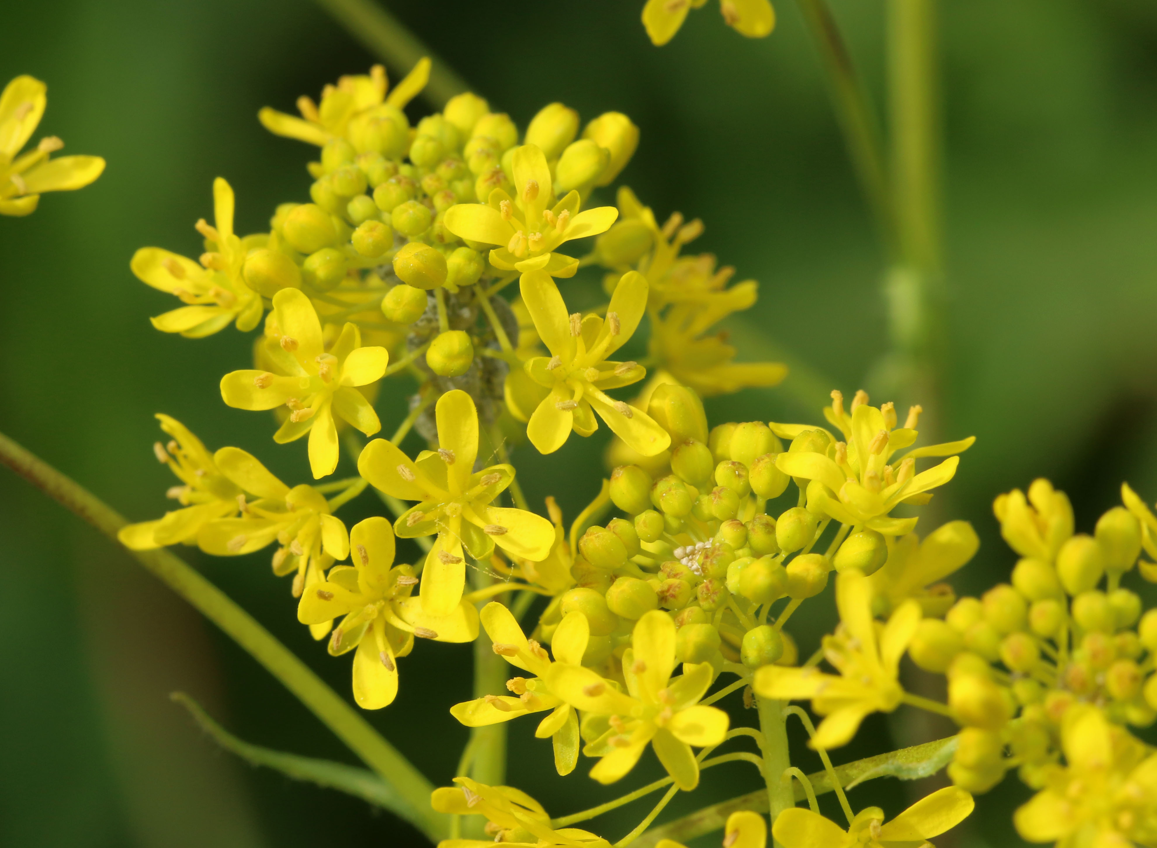 Annexe Isatis tinctoria.jpg