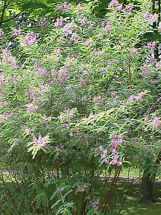 Annexe Indigofera_tinctoria2.jpg