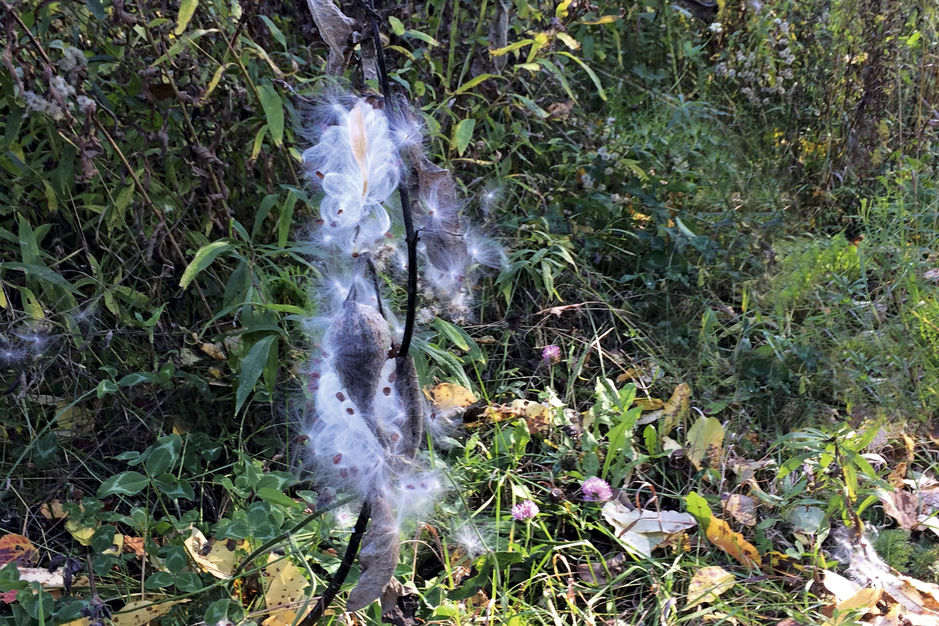 Annexe L-asclepiade-la-plante-miracle-a-tout-faire.jpg