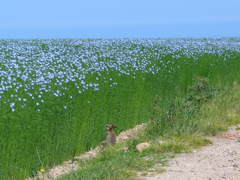 Annexe Champ-de-lin-Lapin[1].jpg